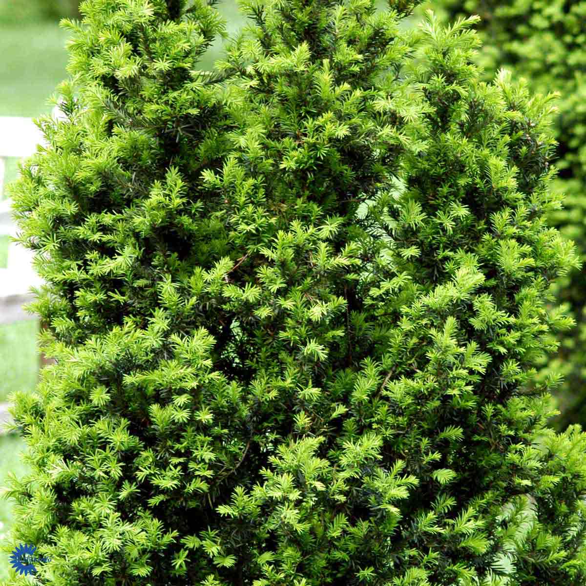 Barlind Hicksii hekkplante